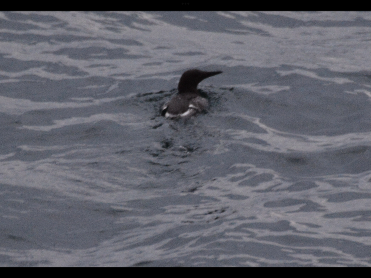 Common Murre - ML620710105