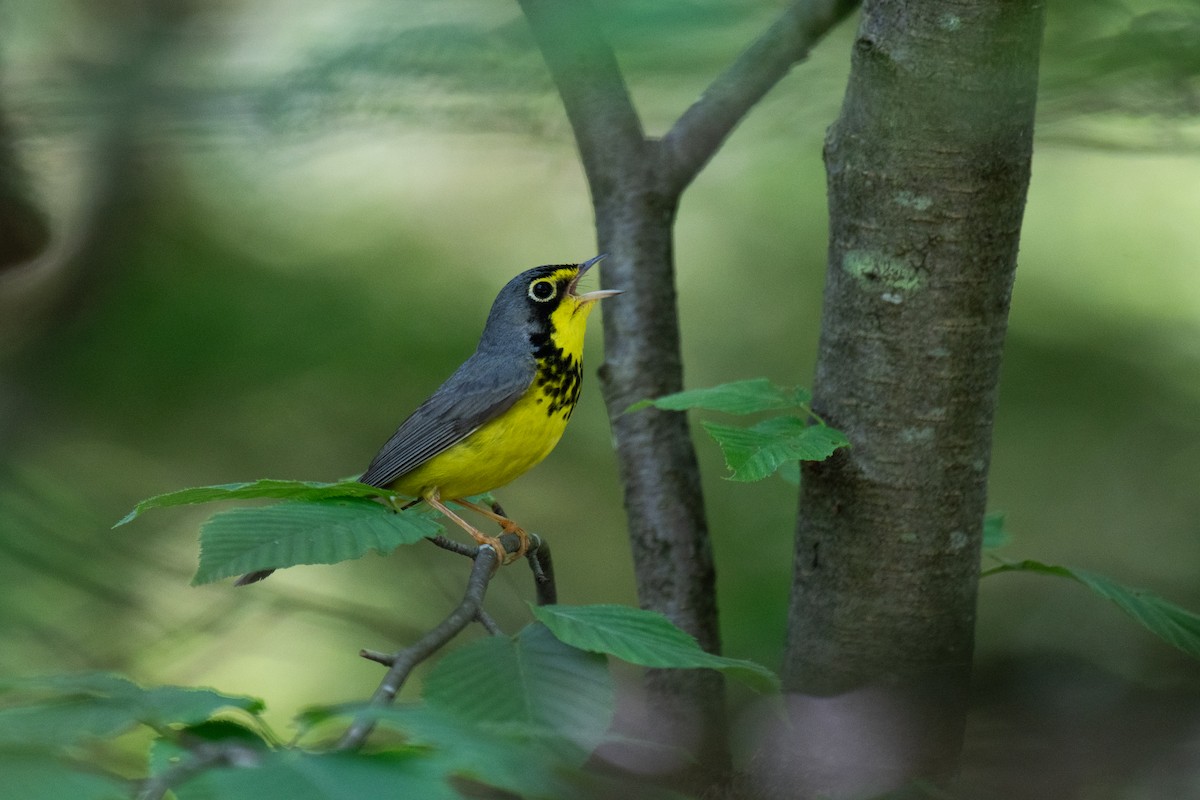 Canada Warbler - ML620710107