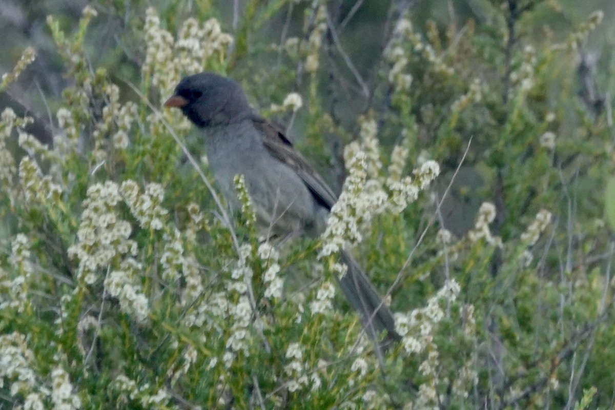 Chingolo Barbinegro - ML620710108