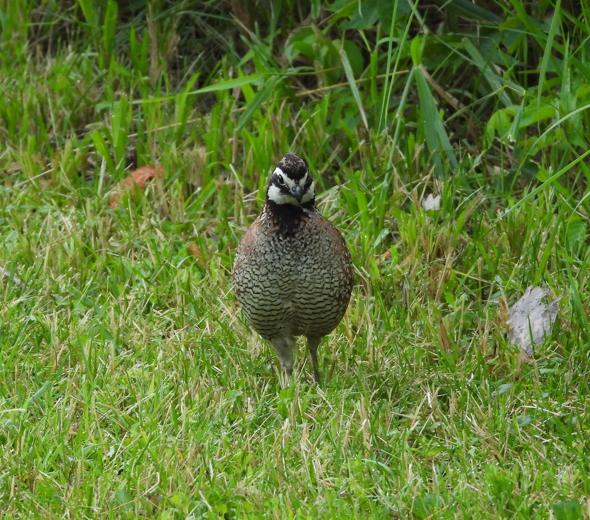 křepel virginský - ML620710112