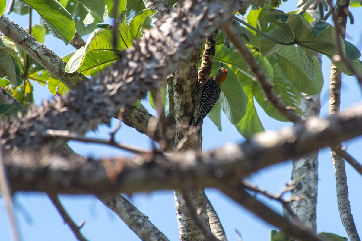 Hoffmann's Woodpecker - ML620710113