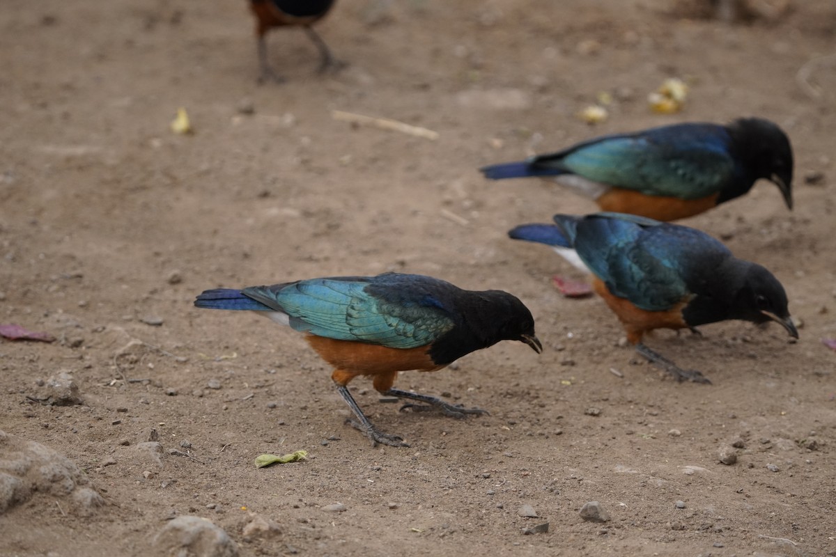 Superb Starling - ML620710114