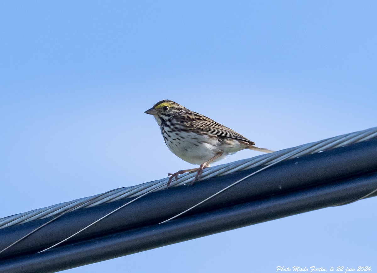 Savannah Sparrow - ML620710115