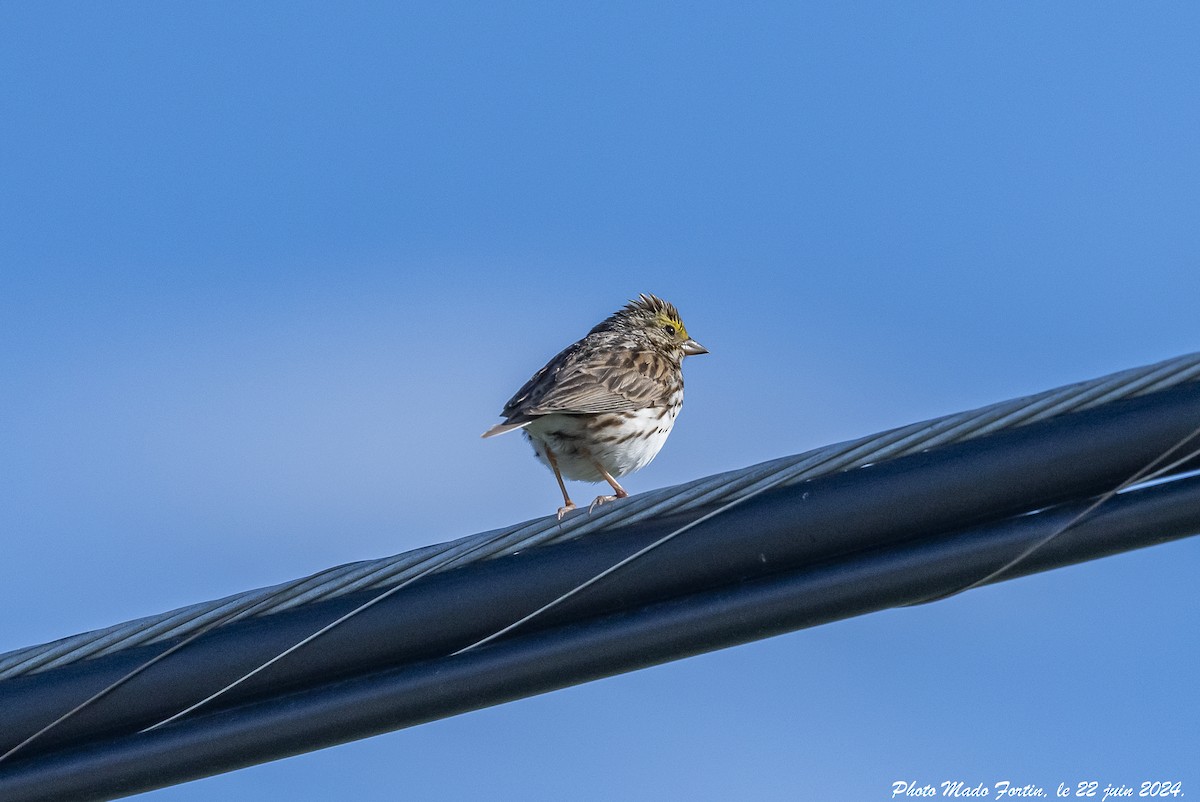 Savannah Sparrow - ML620710116