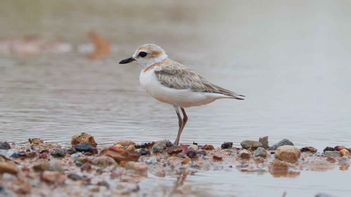 Malaysian Plover - ML620710117