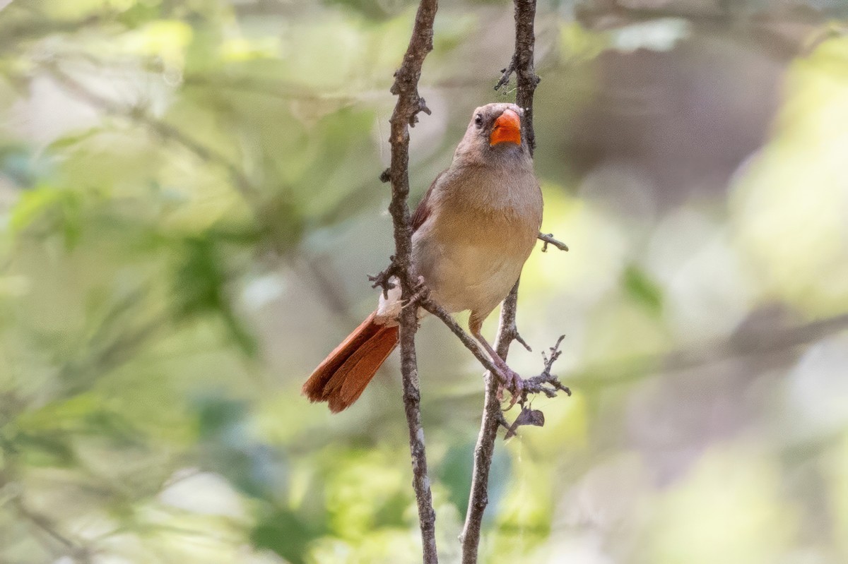 Cardinal rouge - ML620710120