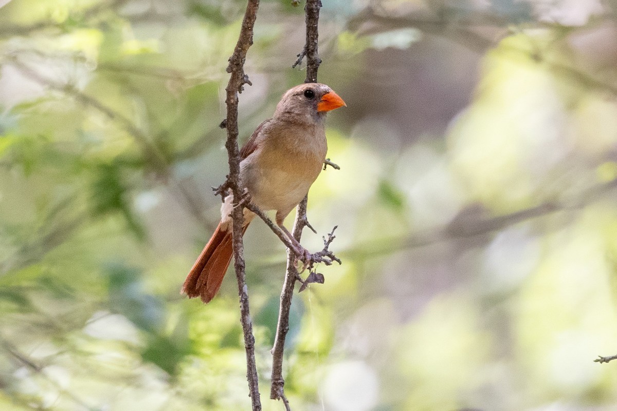 Cardenal Norteño - ML620710122