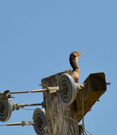 Double-crested Cormorant - ML620710126