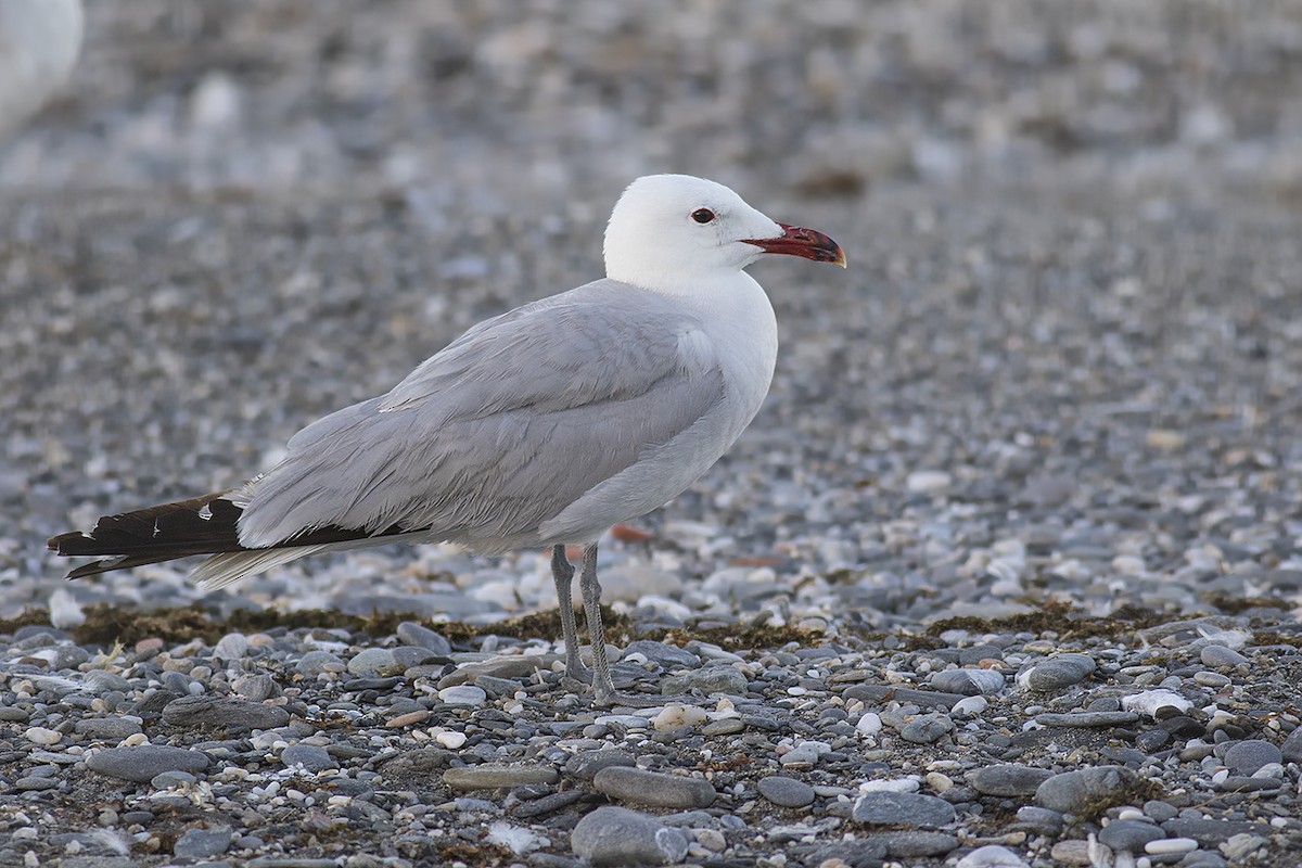 アカハシカモメ - ML620710132