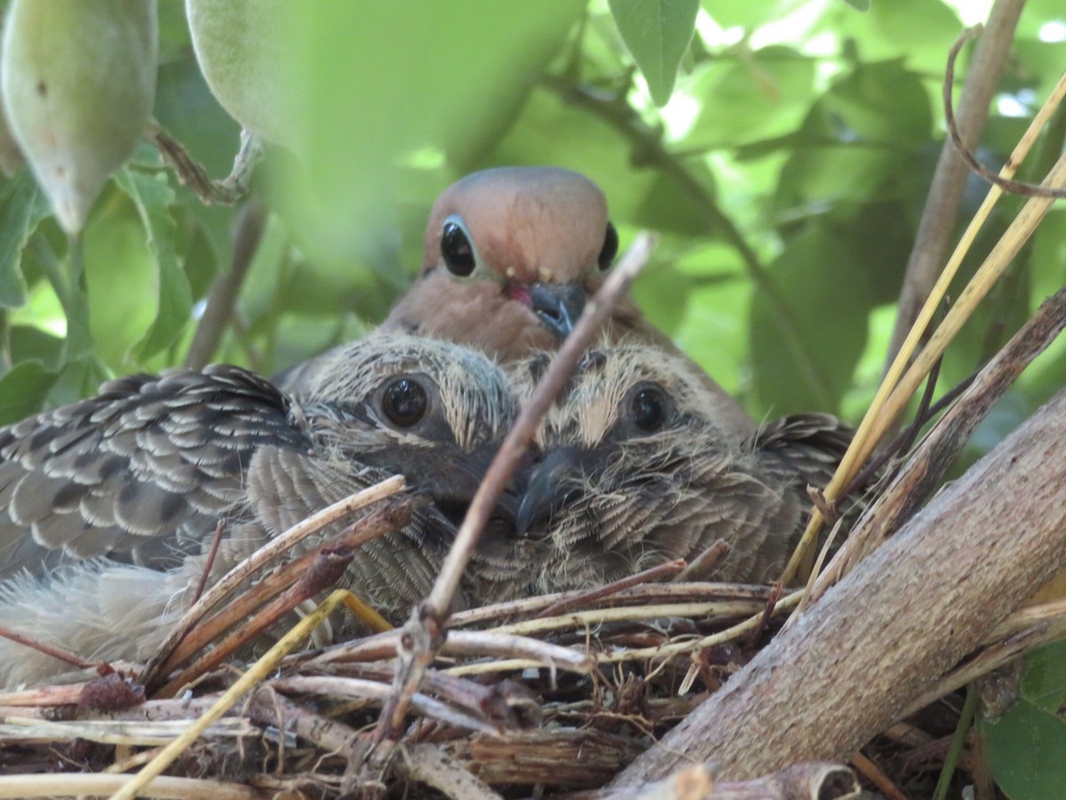 Mourning Dove - ML620710139