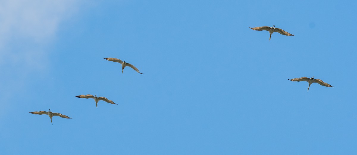 Sandhill Crane - ML620710140