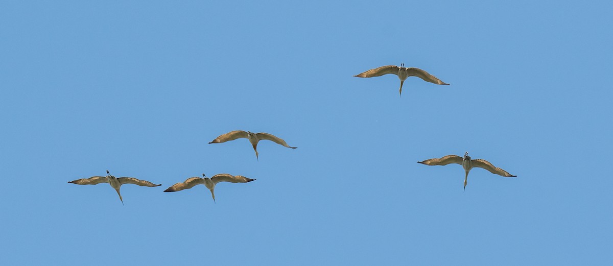 Sandhill Crane - ML620710141