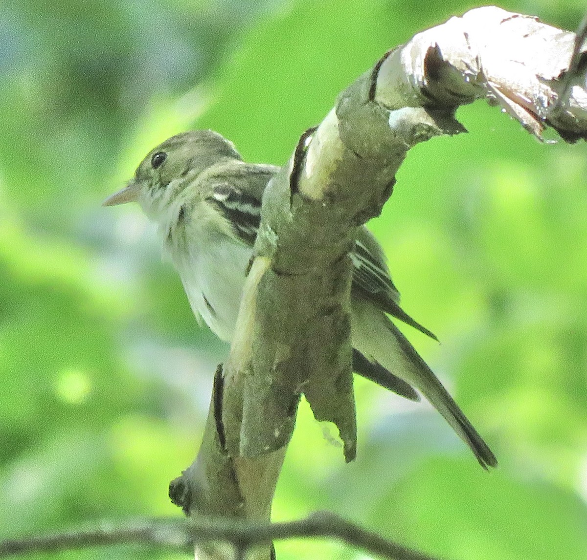 Acadian Flycatcher - Monica Hoel