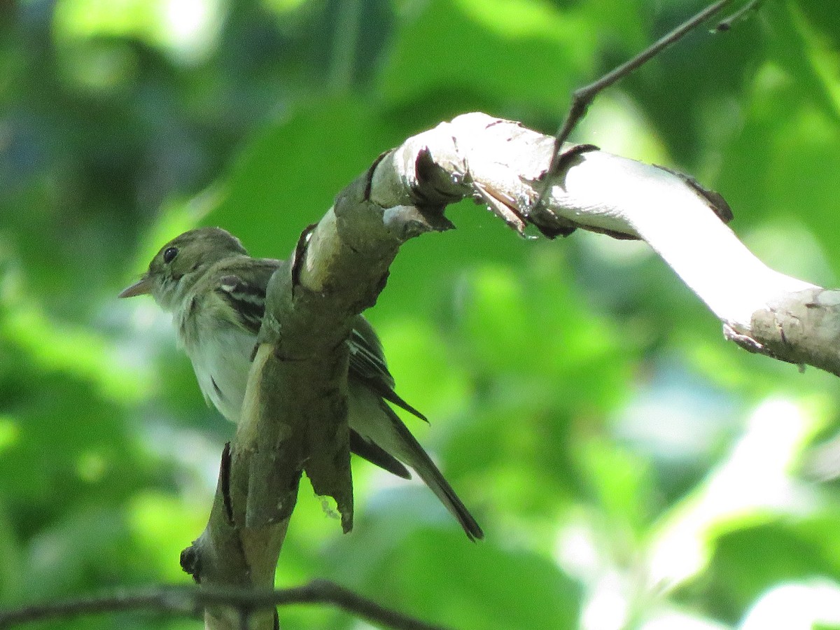 Mosquero Verdoso - ML620710146