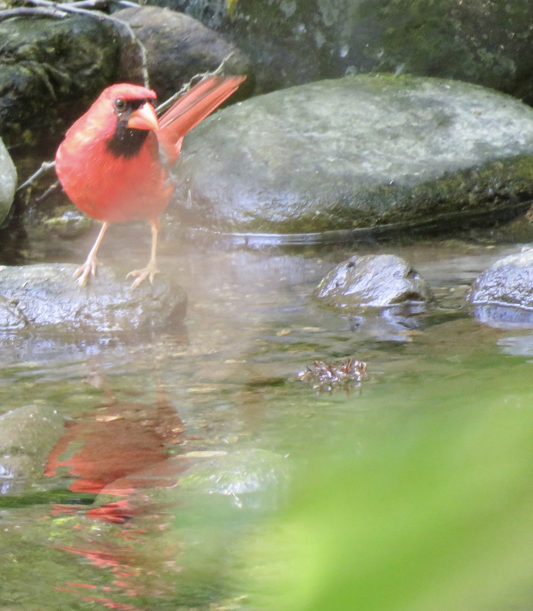 Cardinal rouge - ML620710150