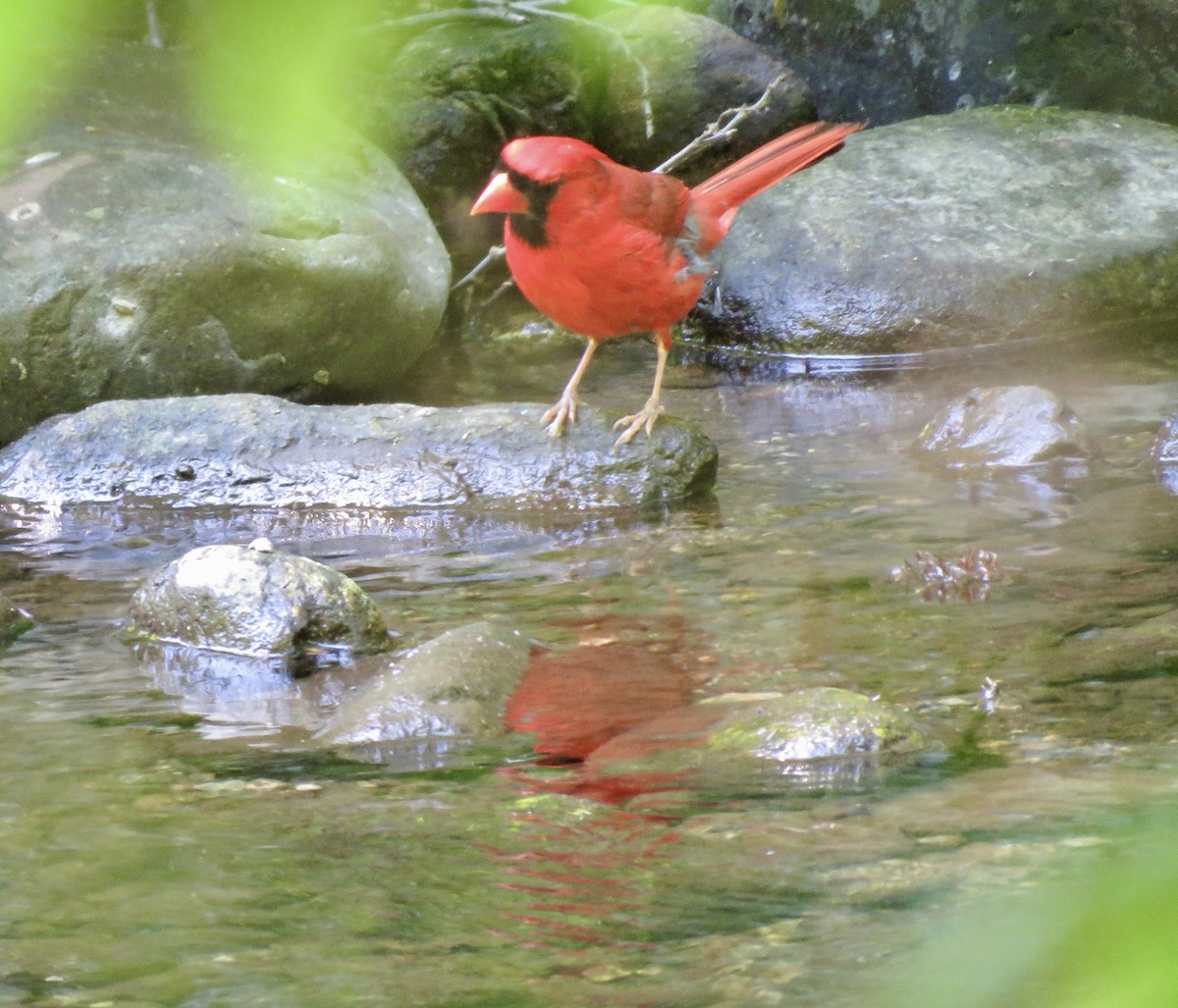 Cardinal rouge - ML620710151