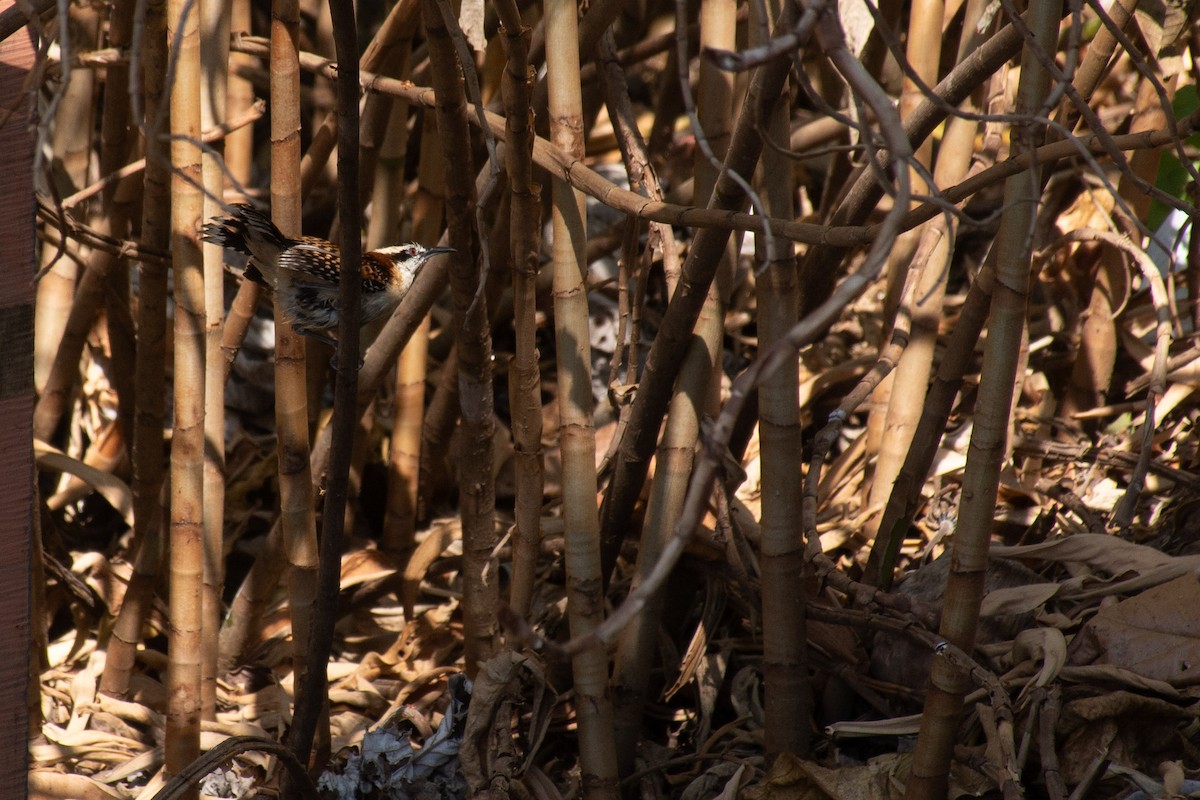 Rufous-naped Wren - ML620710152