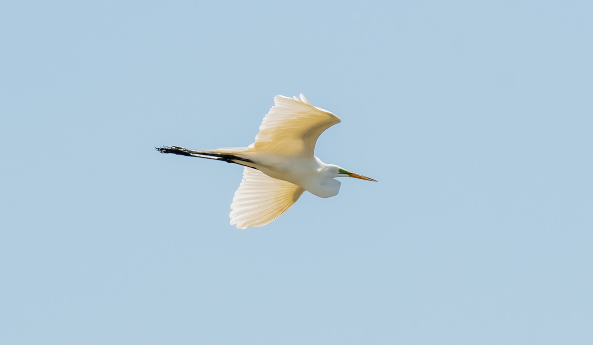 Great Egret - ML620710154