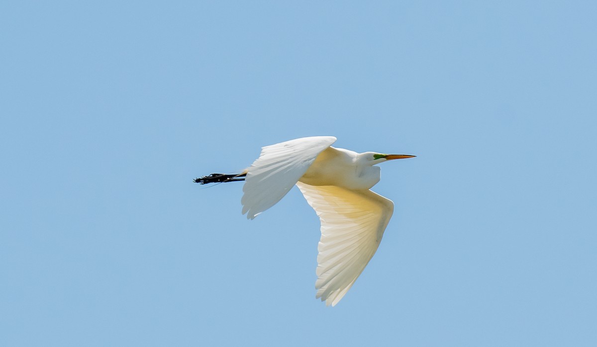 Great Egret - ML620710155