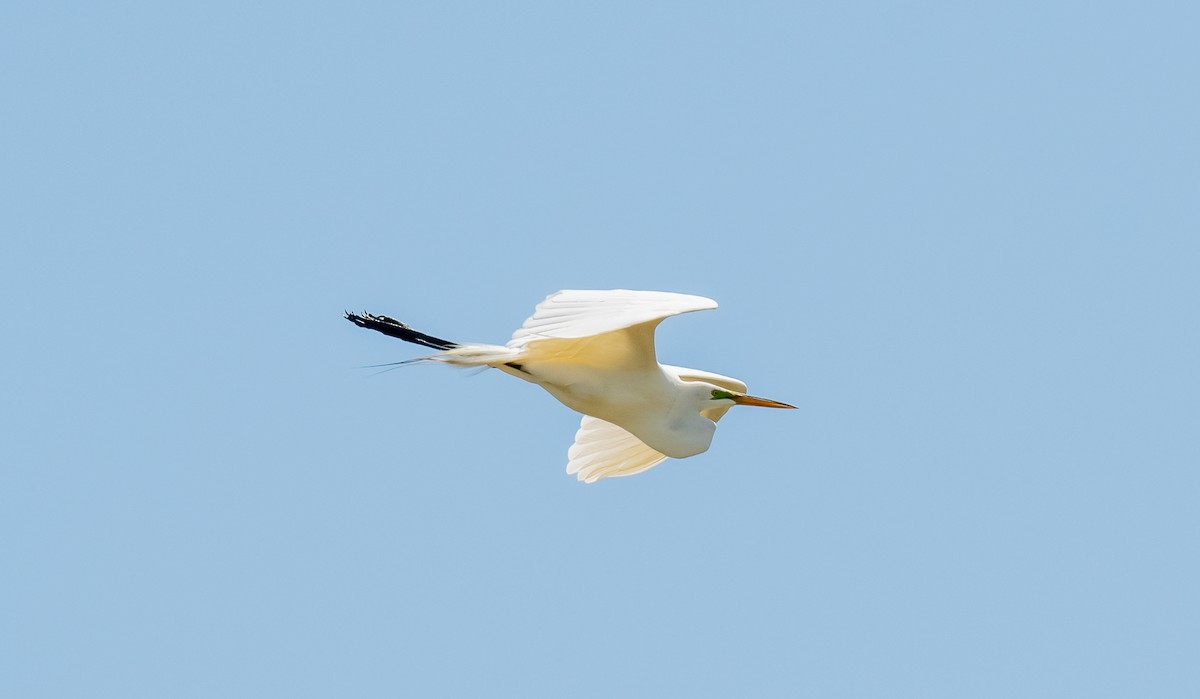 Great Egret - ismael chavez