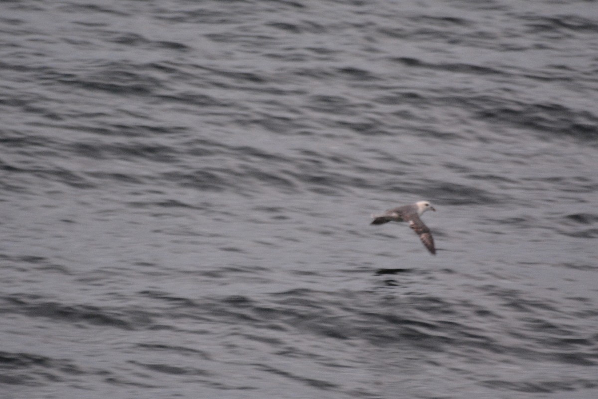 Fulmar Boreal - ML620710161