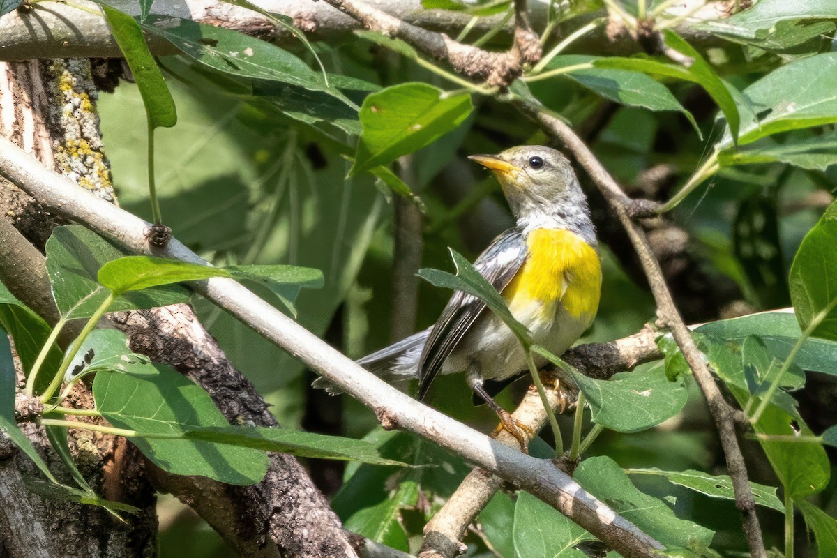 Northern Parula - ML620710165