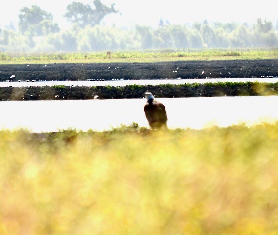 Bald Eagle - Chris Dunford