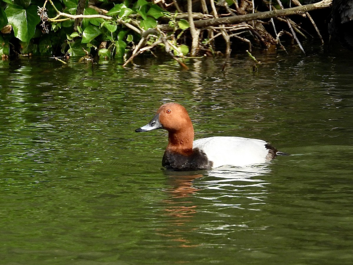 Common Pochard - ML620710168