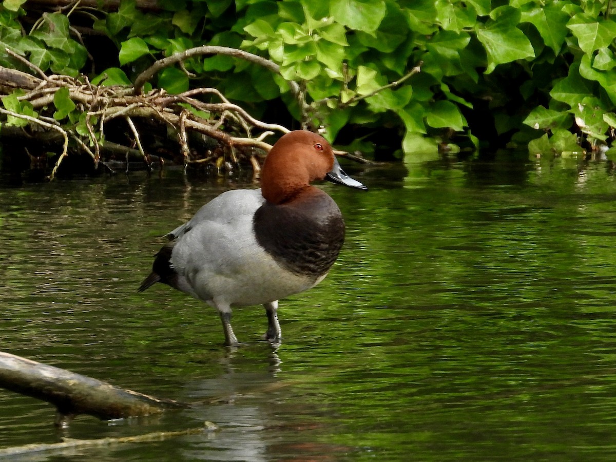 Common Pochard - ML620710170