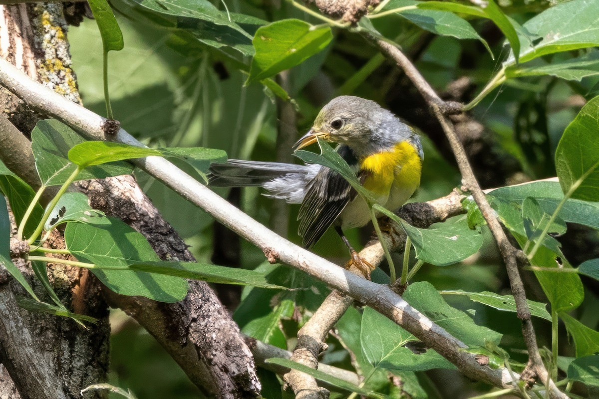 Northern Parula - ML620710171