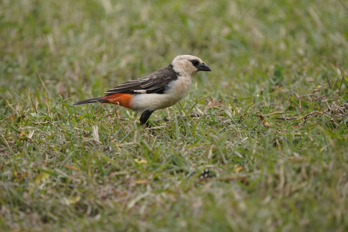 White-headed Buffalo-Weaver - ML620710172