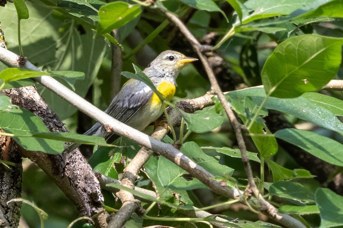 Northern Parula - ML620710173