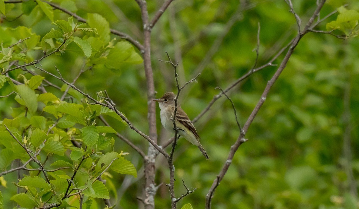 Alder Flycatcher - ML620710174