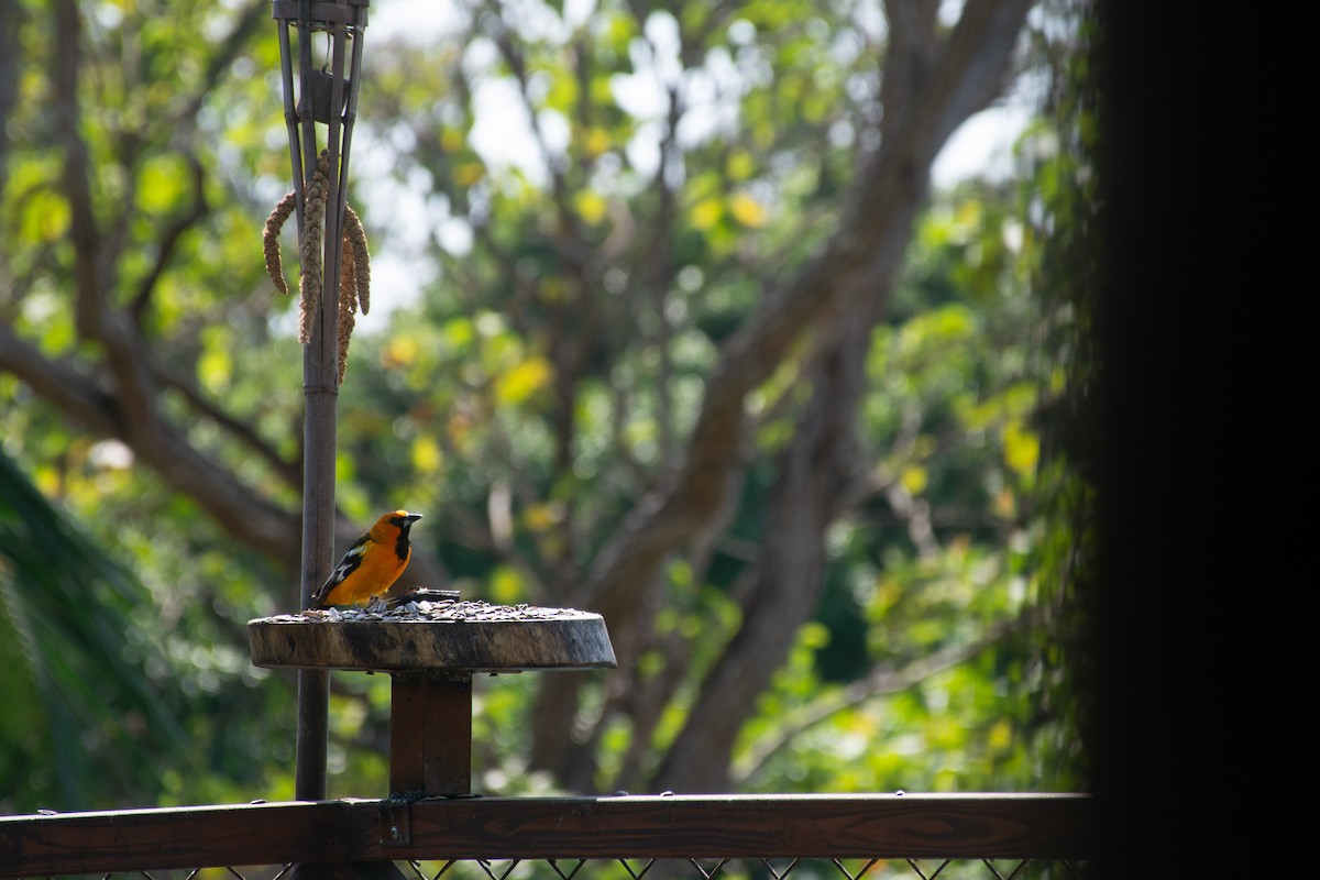 Streak-backed Oriole - ML620710176