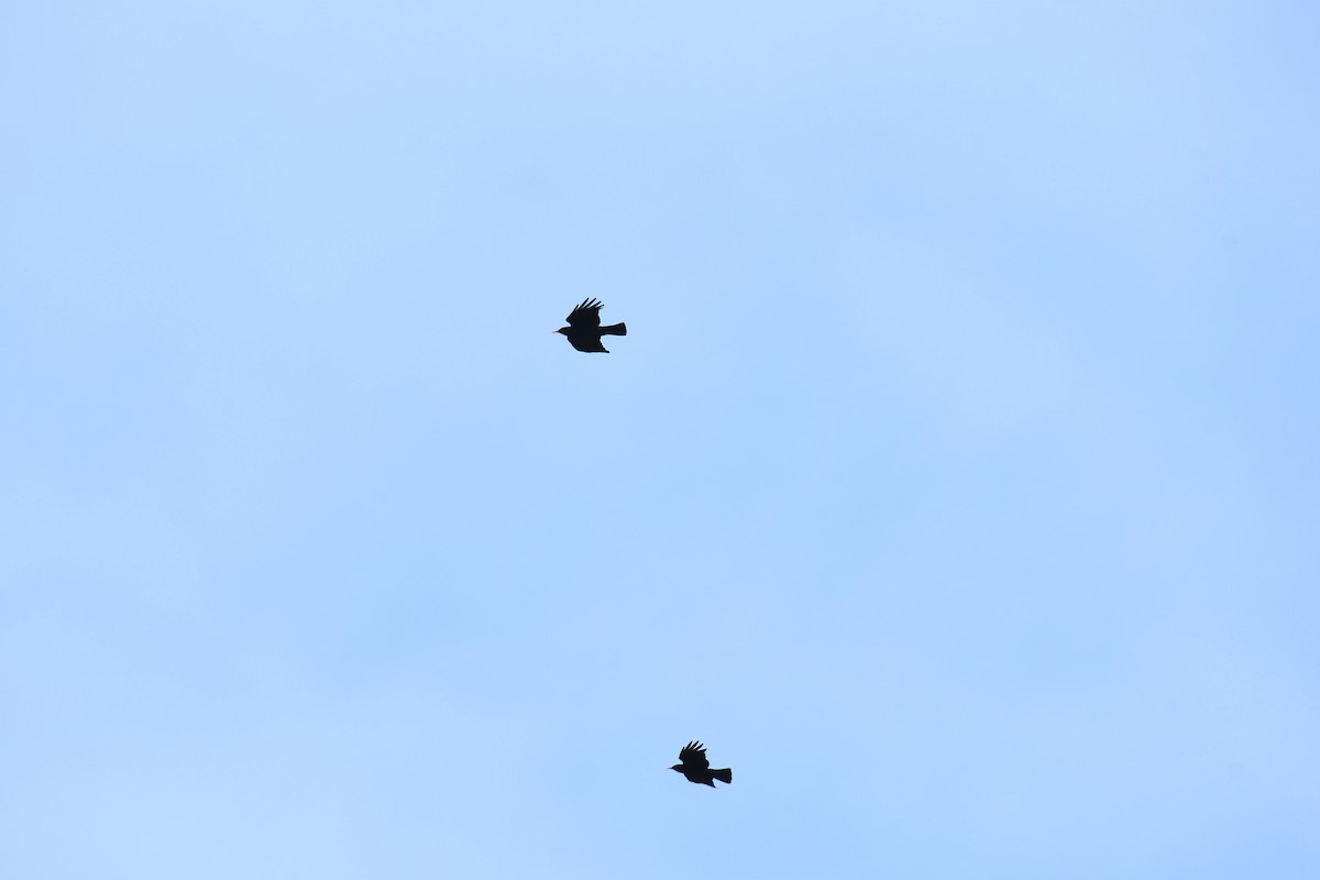 Red-billed Chough - ML620710177