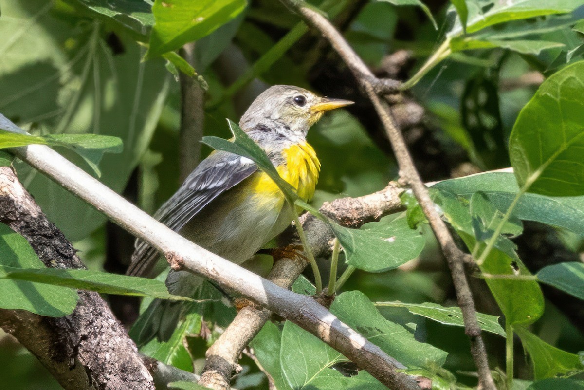 Northern Parula - Sandy & Bob Sipe