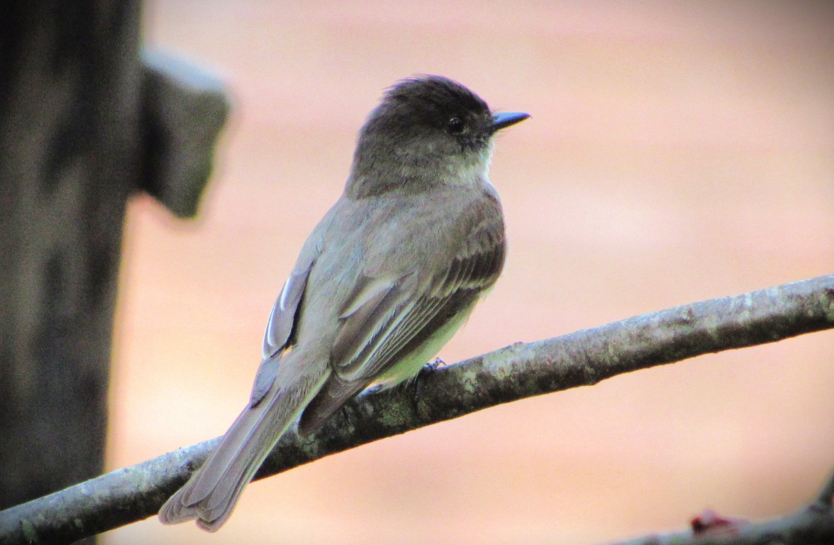 Eastern Phoebe - ML620710179