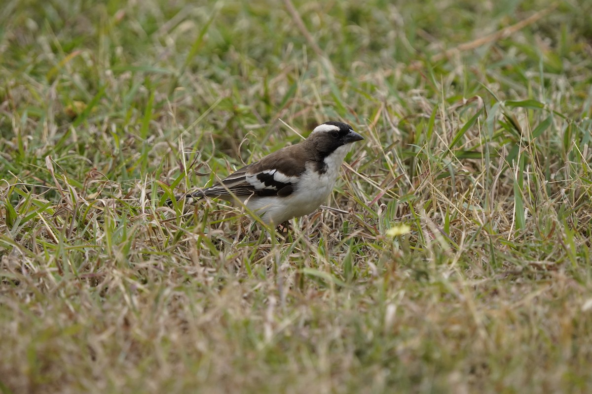 White-browed Sparrow-Weaver - ML620710180