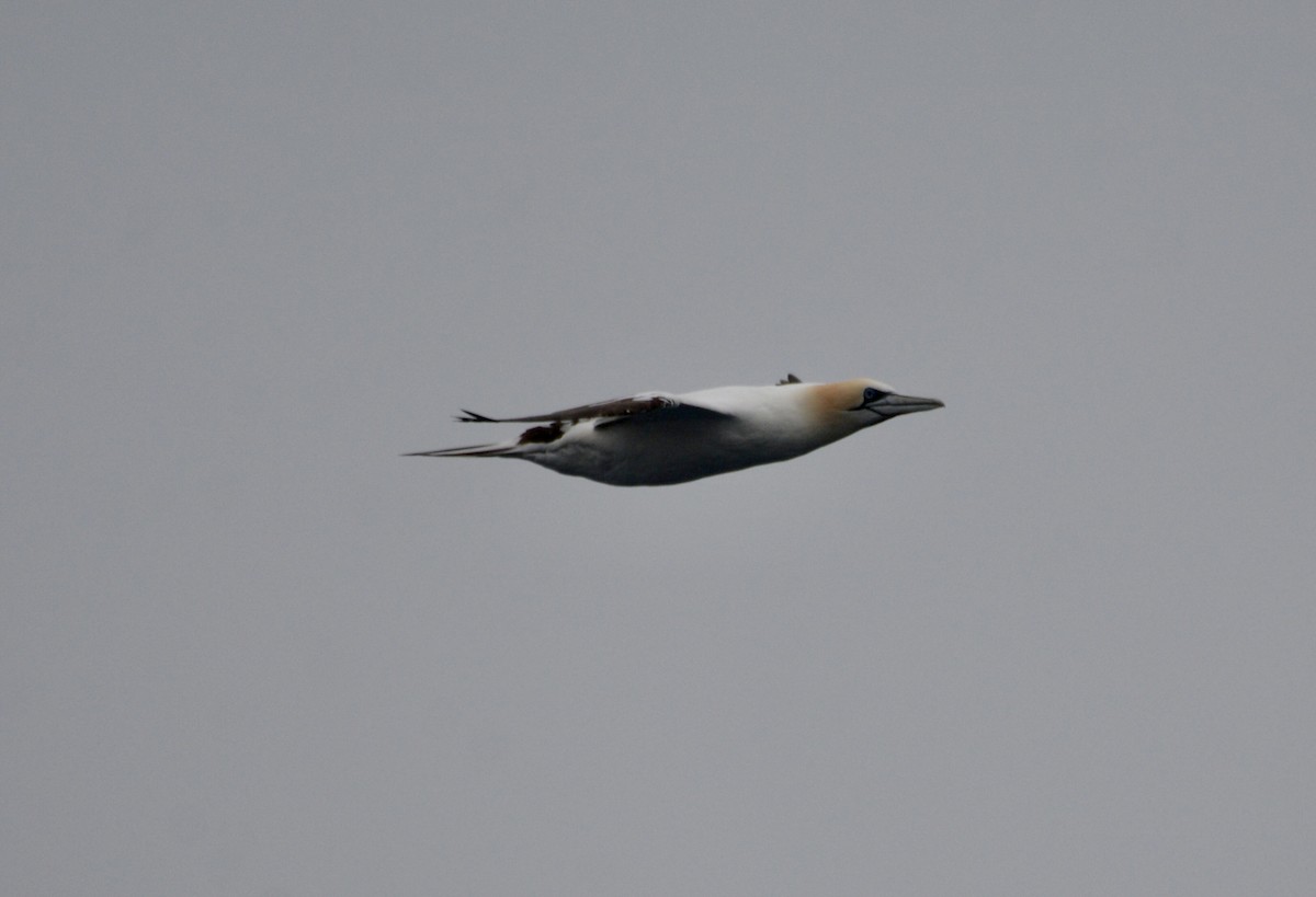 Northern Gannet - ML620710181