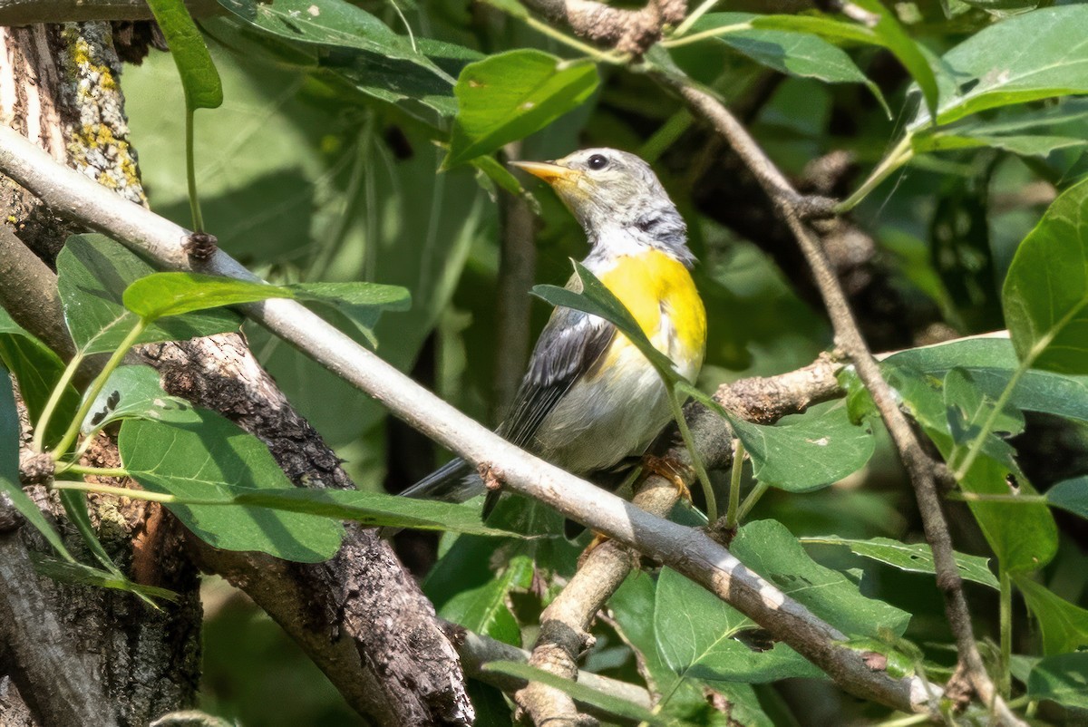 Northern Parula - ML620710182