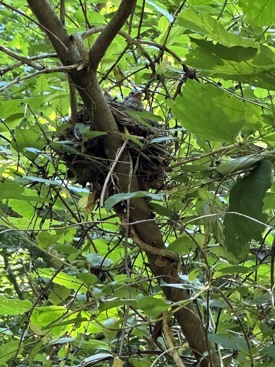 Wood Thrush - ML620710183