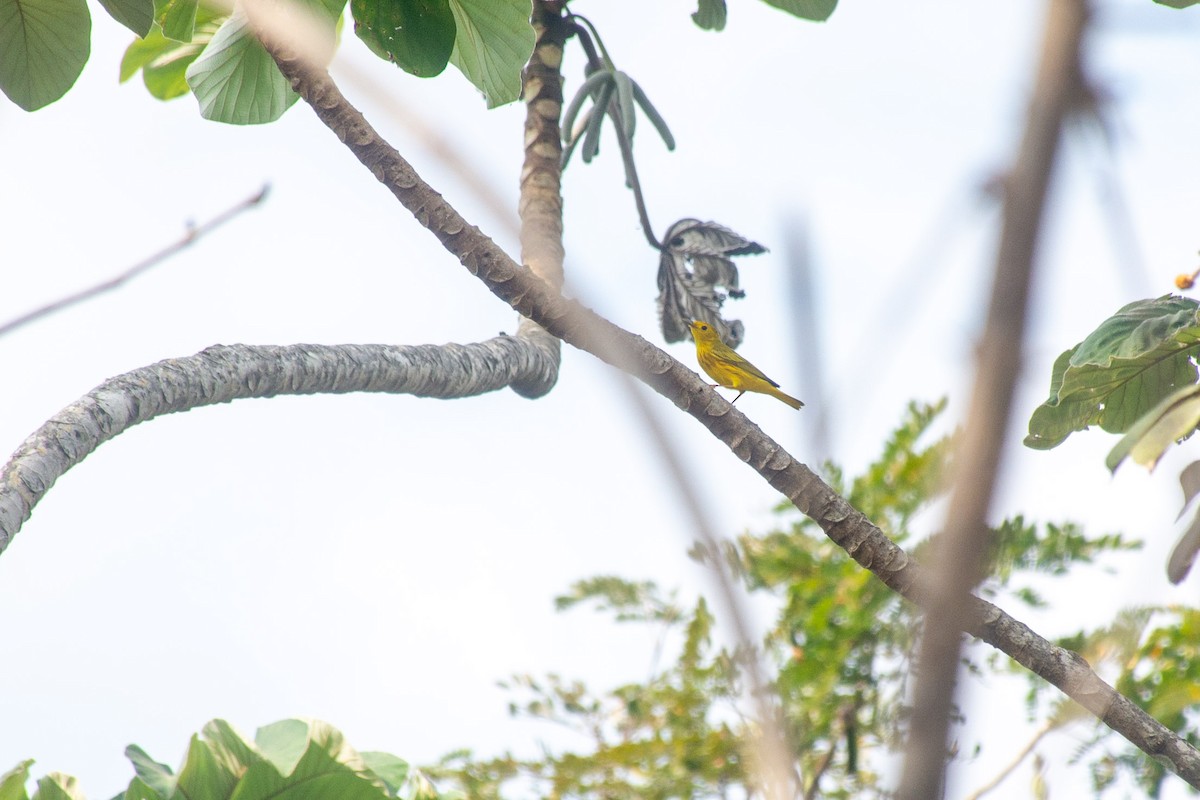 Yellow Warbler - ML620710184