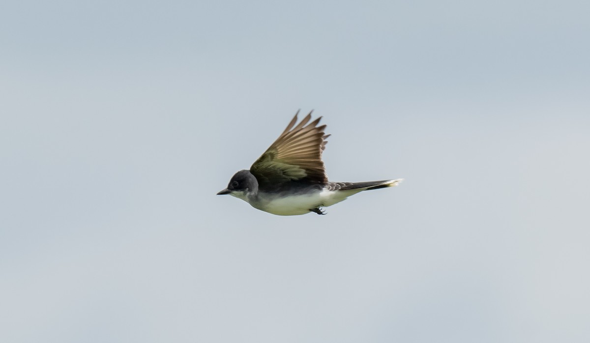 Eastern Kingbird - ML620710186