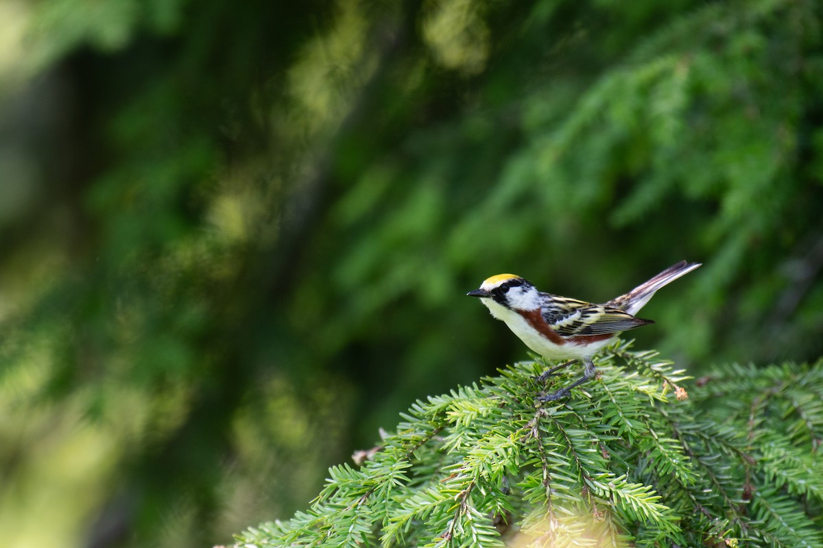 Chestnut-sided Warbler - ML620710188