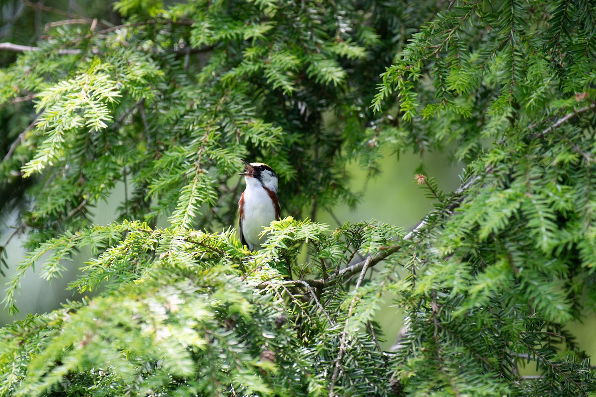 Paruline à flancs marron - ML620710189