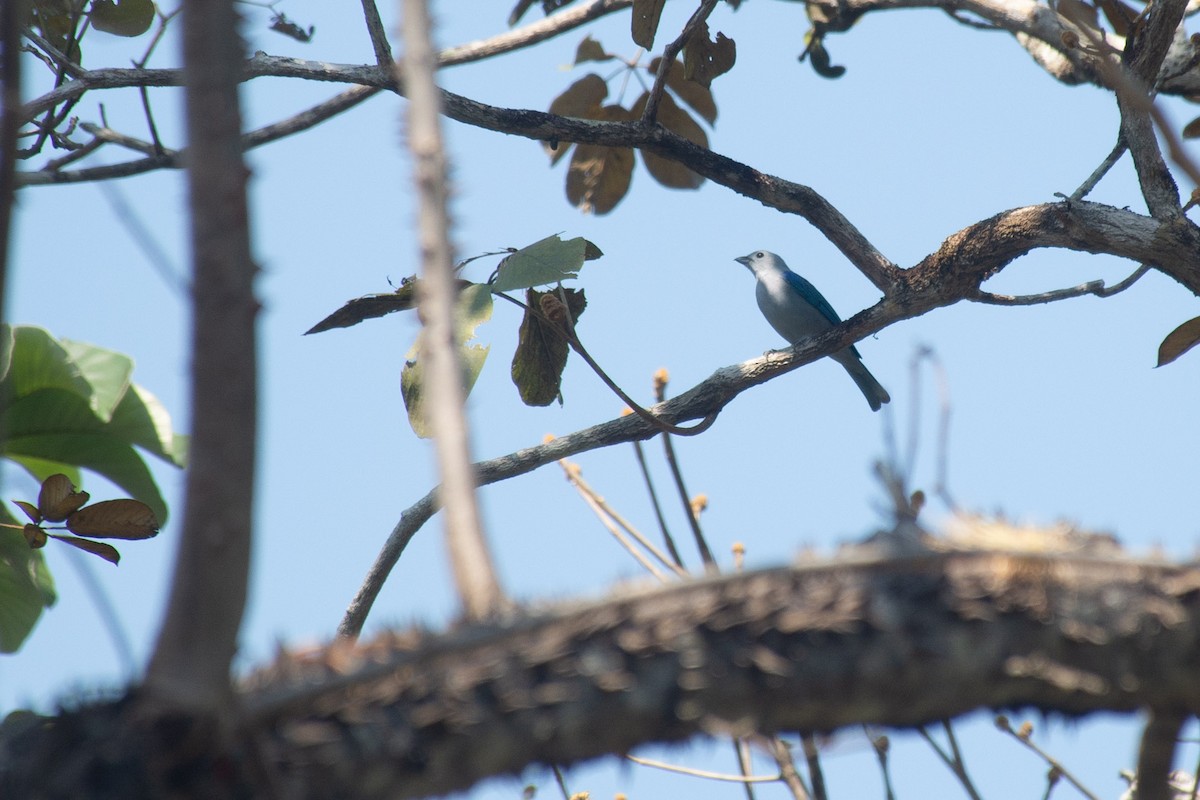 Blue-gray Tanager - ML620710190