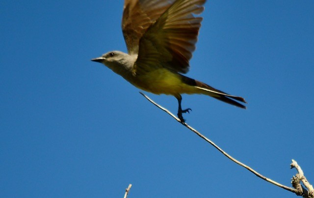 Western Kingbird - ML620710196