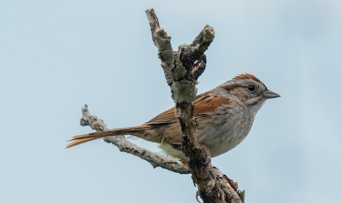 Swamp Sparrow - ML620710202