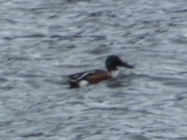 Northern Shoveler - ML620710204