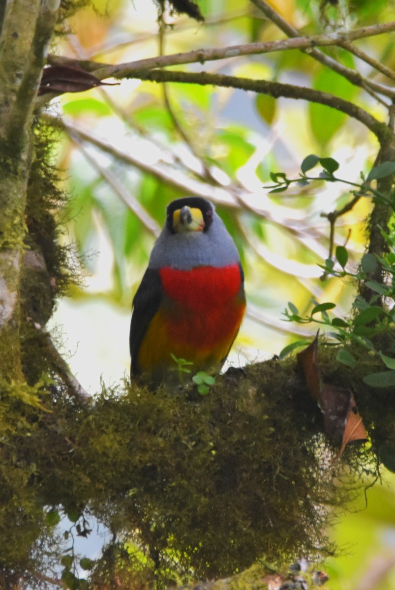 Toucan Barbet - ML620710212